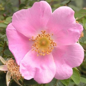 ROSA WEBBIANA (Historical)